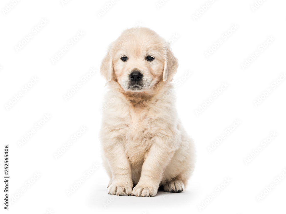 Golden retriever puppy sitting isolated