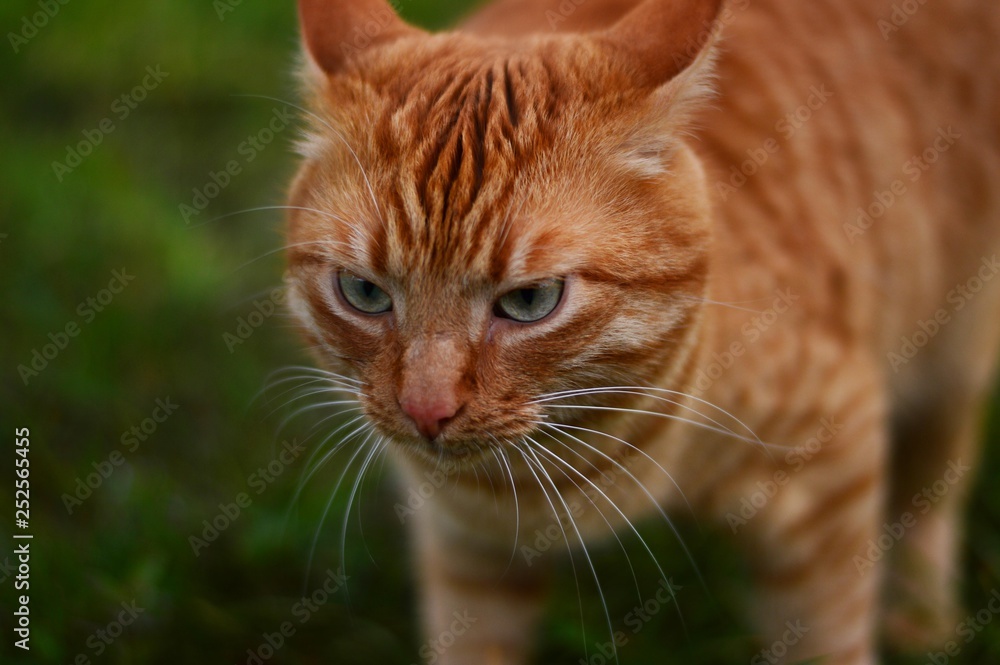 Serious ginger cat with gray eyes