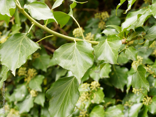 Lierre grimpant (Hedera helix) Feuilles persistantes et selon leur exposition au soleil de forme lobé et feuilles de forme ovale, aigue des tiges photo