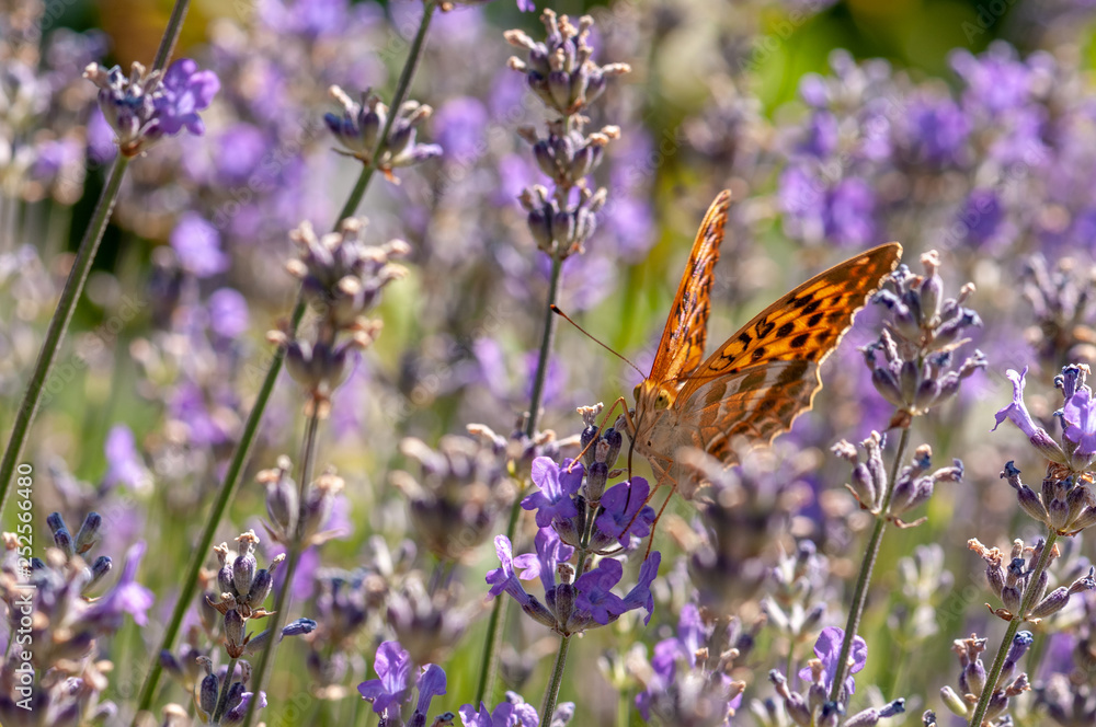 Papilio Argynnis paphia on lavender angustifolia, lavandula Papilio Argynnis paphia on lavender angustifolia, lavandula
