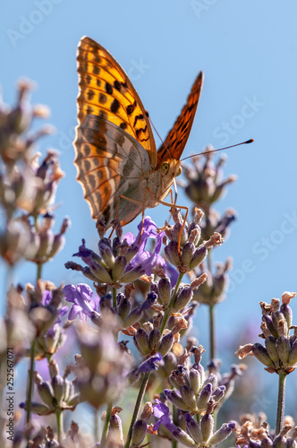 Papilio Argynnis paphia on lavender angustifolia, lavandula