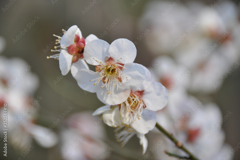 梅の花 梅の花