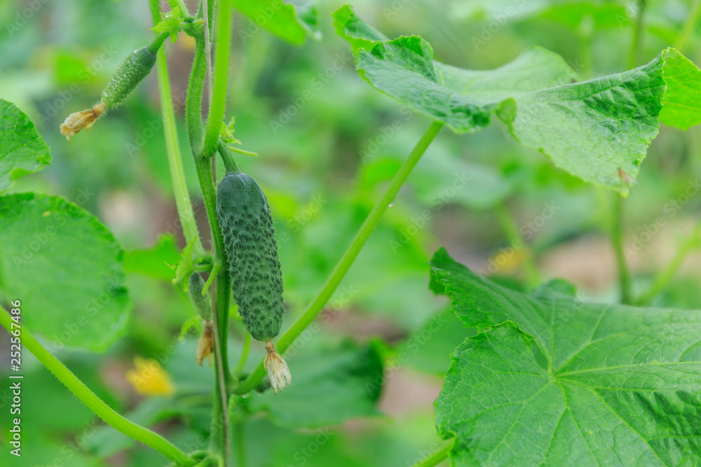 A healthy bright green organic cucumber grows and hangs on a branch in a private garden in spring, summer and autumn for vegetarian A healthy bright green organic cucumber grows and hangs on a branch in a private garden in spring, summer and autumn for vegetarian