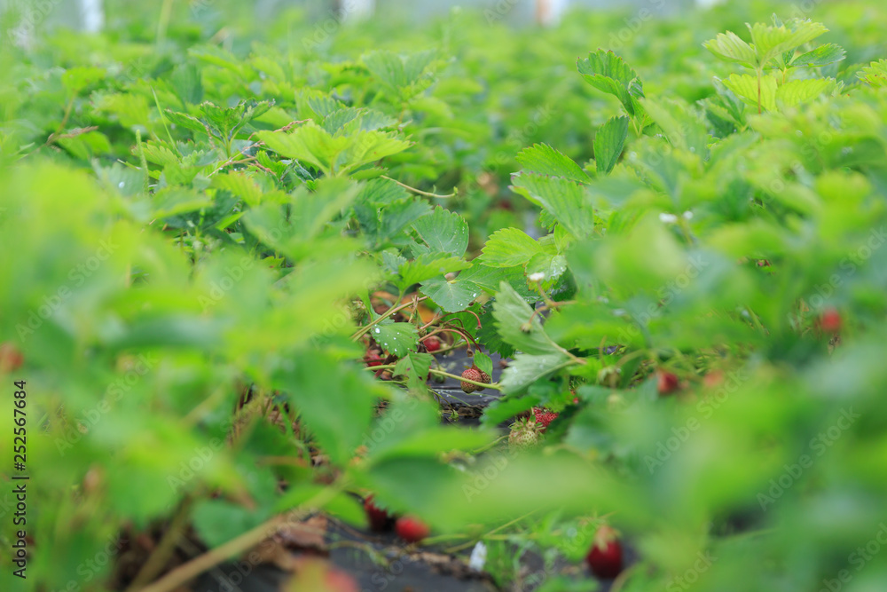 A blurred vision of growing strawberries on a garden bed in a private garden in summer and spring. A blurred vision of growing strawberries on a garden bed in a private garden in summer and spring.