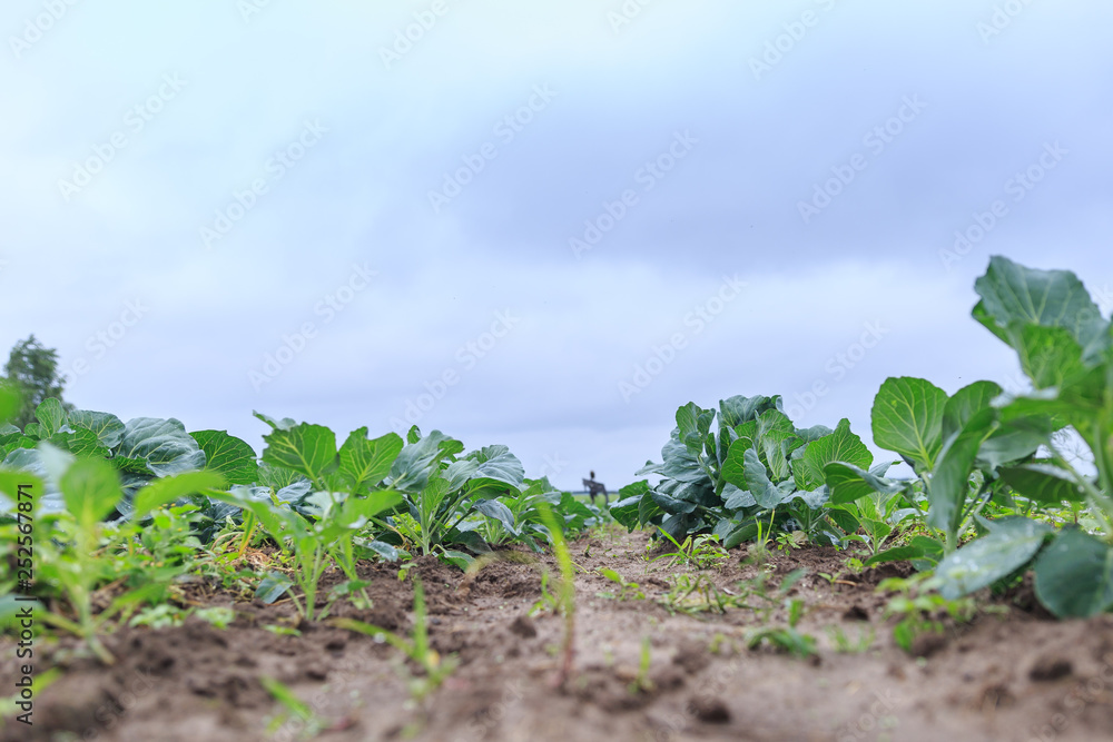 A blurred vision of a garden bed with cabbage growing on it in a private garden in summer and spring