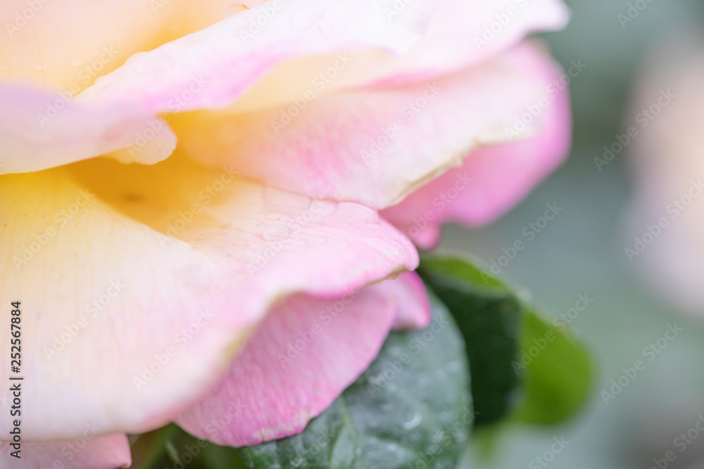 Fototapeta premium 東京のバラ