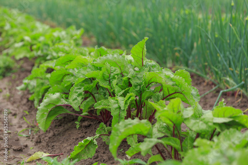 A close up of a bunch of organic reet growing on a garden bed in a private garden for vegetarians photo