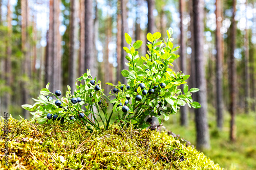 Fototapeta Naklejka Na Ścianę i Meble -  Bush of a ripe blueberry on the blurred background