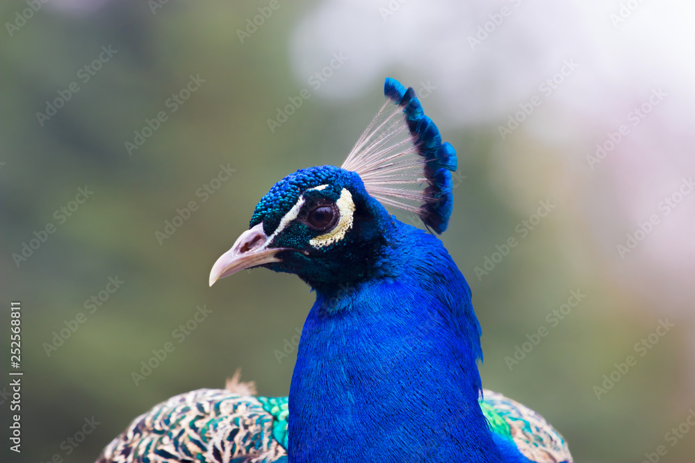 Peacock detail head very colorful Peacock detail head very colorful