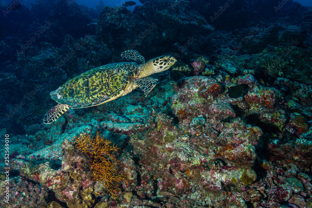 Sea Turtle at the Maldives Sea Turtle at the Maldives