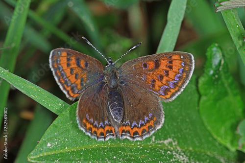 11.05.2018 DE, NRW, Kalterherberg Blauschillernder Feuerfalter Lycaena helle ([DENIS & SCHIFFERMšLLER], 1775)