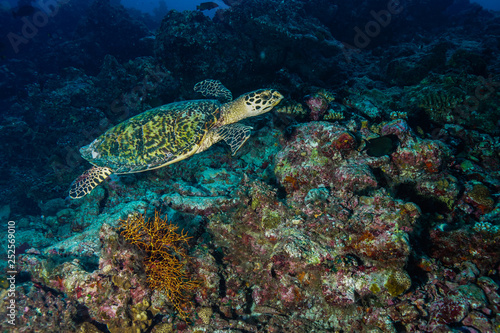 Fototapeta Naklejka Na Ścianę i Meble -  Sea Turtle at the Maldives