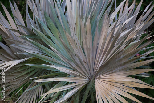 Bismarckia Palm growing near Kuranda in Tropical North Queensland, Australia