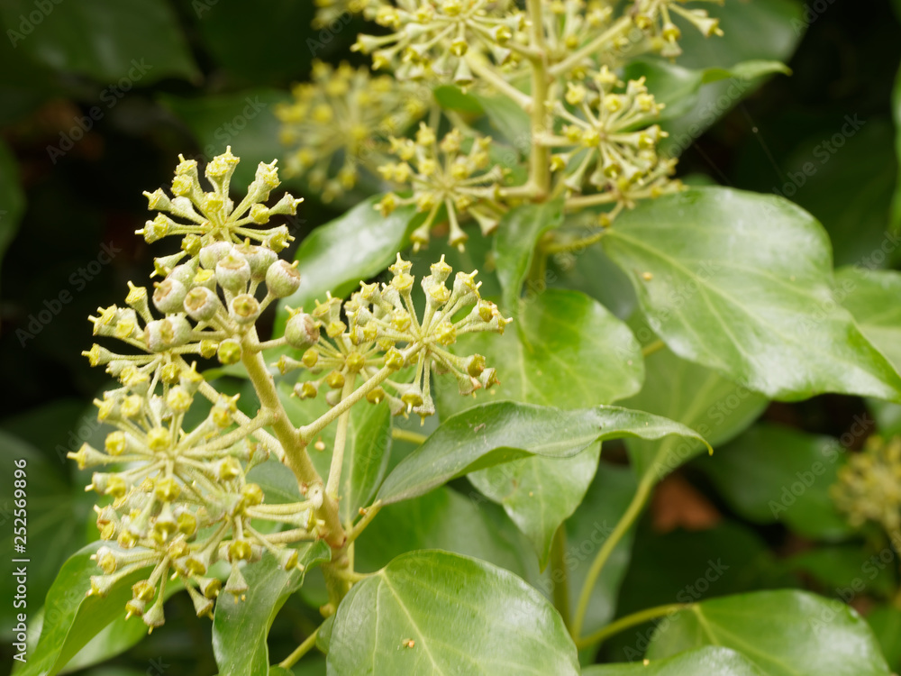 Hedera helix - feuillage vert et ombelles de fleurs jaunâtre et fruits non maturés du lierre grimpant Hedera helix - feuillage vert et ombelles de fleurs jaunâtre et fruits non maturés du lierre grimpant