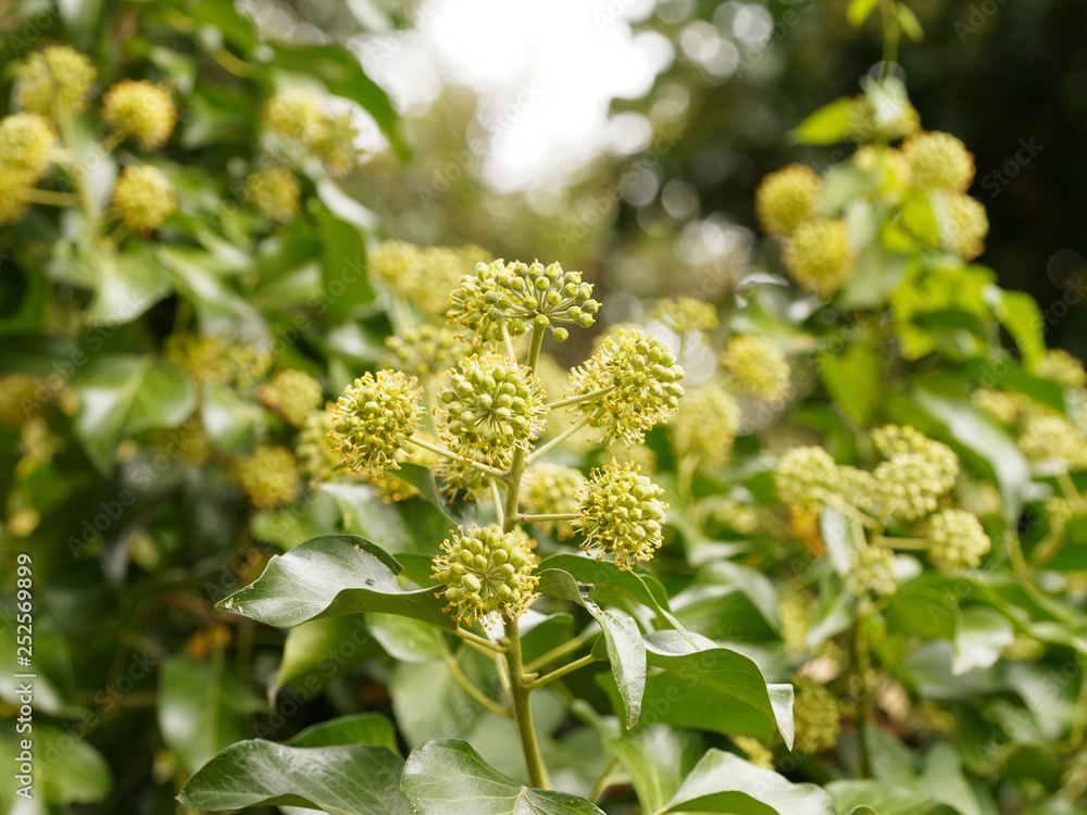 Hedera helix - feuillage vert et ombelles de fleurs jaunâtre et fruits non maturés du lierre grimpant Hedera helix - feuillage vert et ombelles de fleurs jaunâtre et fruits non maturés du lierre grimpant