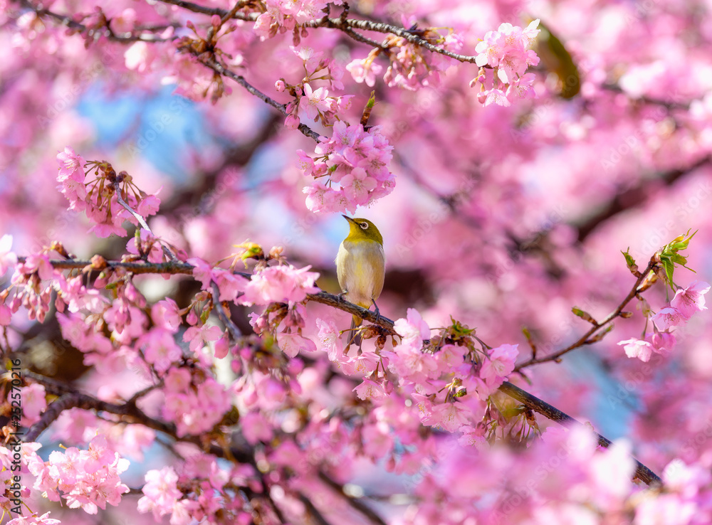 満開の河津桜とメジロ 満開の河津桜とメジロ