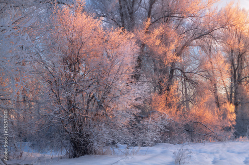 branches of the trees covered with snow illuminated by the light of the evening sun © smolskyevgeny