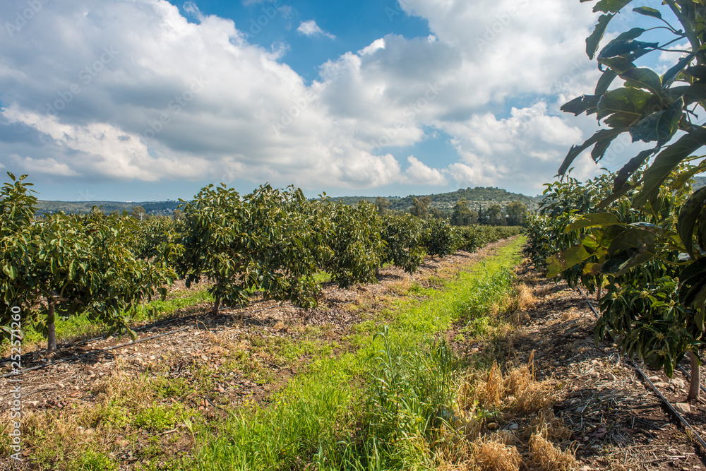 Obraz premium Avocado plantation field