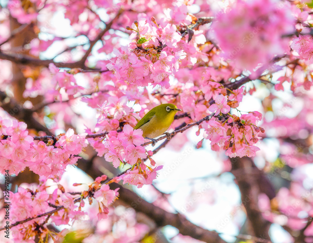 満開の河津桜とメジロ