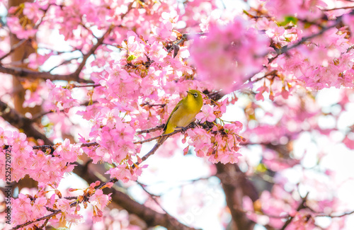 満開の河津桜とメジロ