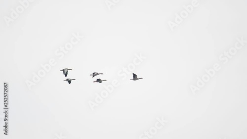 Flock of wild geese flying in v-shape on blue sky photo