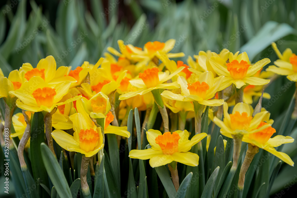 bouquet of narcissi
