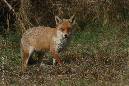 A magnificent Red Fox (Vulpes vulpes) searching for food to eat at the edge of shrubland. © Sandra Standbridge