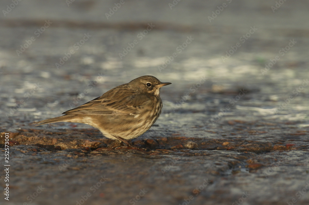 A pretty Rock Pipit (Anthus petrosus) searching for food on the shores of the Moray Firth in north east Scotland. A pretty Rock Pipit (Anthus petrosus) searching for food on the shores of the Moray Firth in north east Scotland.