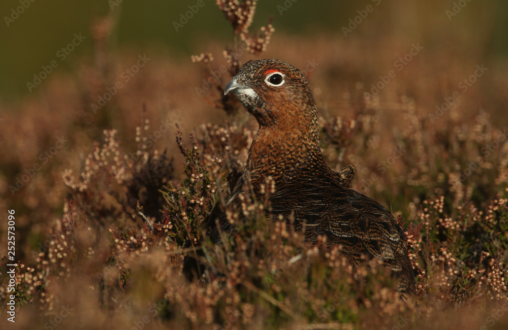 A stunning Red Grouse (Lagopus lagopus) standing amongst the heather in the highlands of Scotland. A stunning Red Grouse (Lagopus lagopus) standing amongst the heather in the highlands of Scotland.