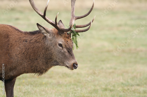 A head shot of a large stag Red Deer  Cervus elaphus  with bracken on its Antlers.