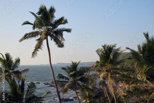 Landscape picture of tall palm trees of tropical forests  sea coast with rocks against the sky in high resolution
