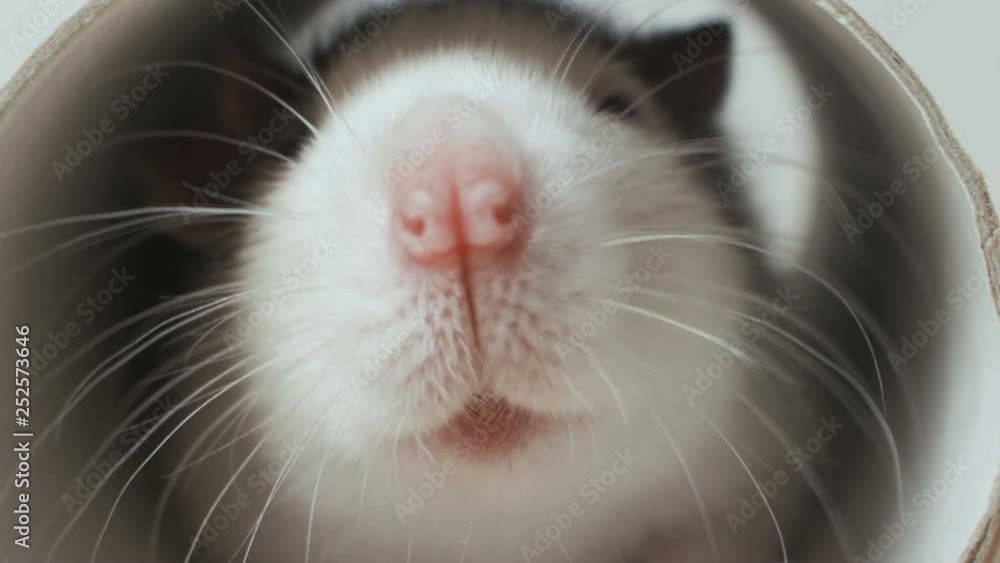 The mouse looks in a round hole The mouse looks in a round hole