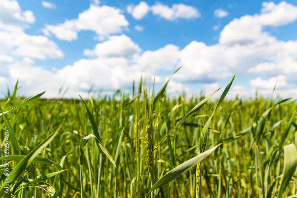 Fototapeta premium Green rye spikelets at the beginning of summer, against a blue sky