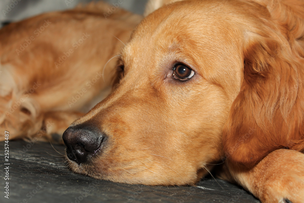 Golden Retriever Puppy