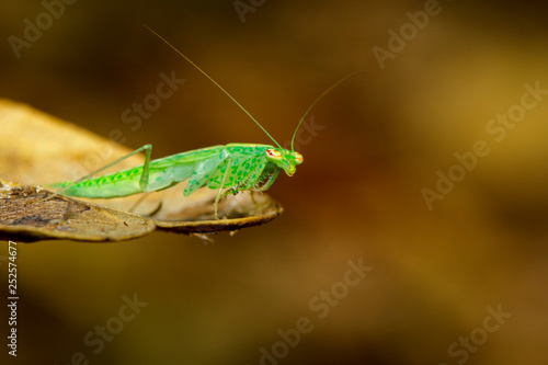 Image of green mantis(Hierodula patellifera) on leaves. Insect, Animal.