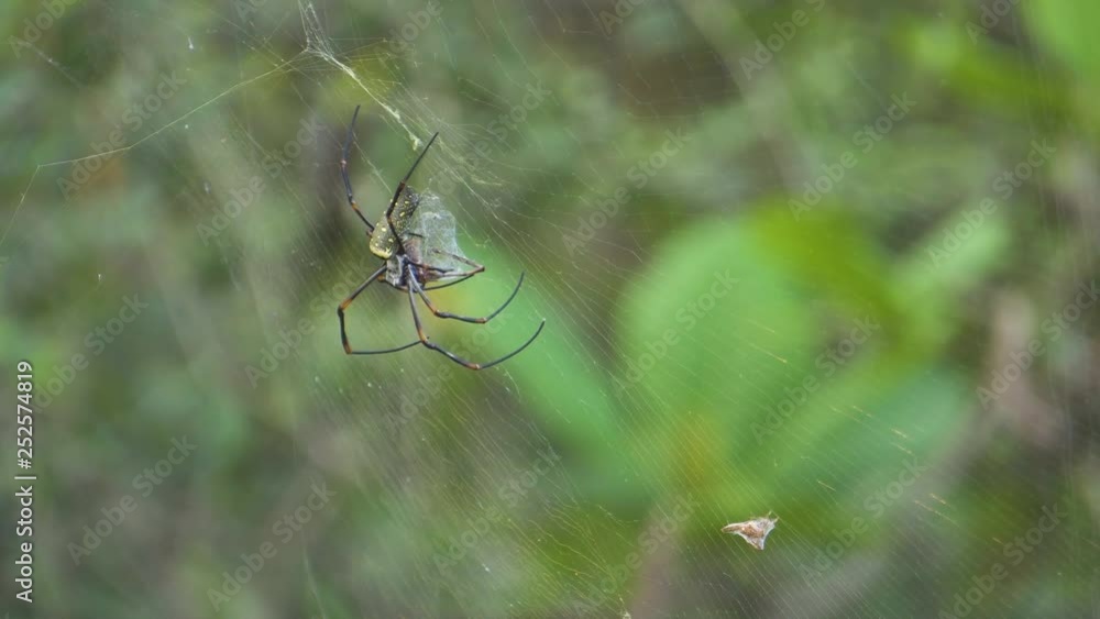 Golden silk orb-weaver stay at her web. then lift her legs. little spider crawling nearby. Golden silk orb-weaver stay at her web. then lift her legs. little spider crawling nearby.