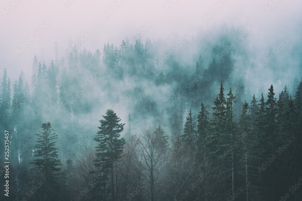 Misty carpathian spruce forest at early spring