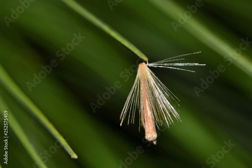 A single seed spore has attached itself to a lone pine needle after being carried on the breeze. photo