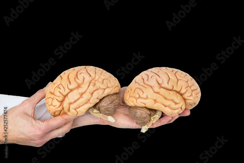 Hands hold human brains model on black background