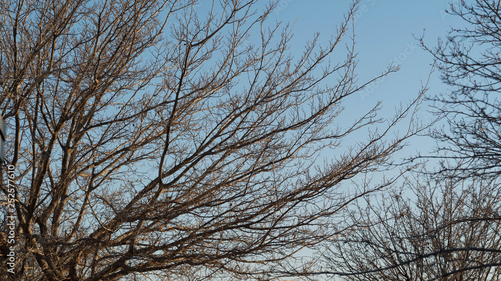 Dried Tree Branches in a Blue Clear Autumn Sky Dried Tree Branches in a Blue Clear Autumn Sky