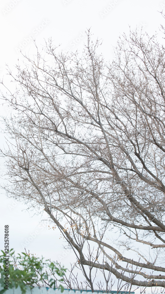 Tree Branches in an Overcast Sky for Isolation Tree Branches in an Overcast Sky for Isolation