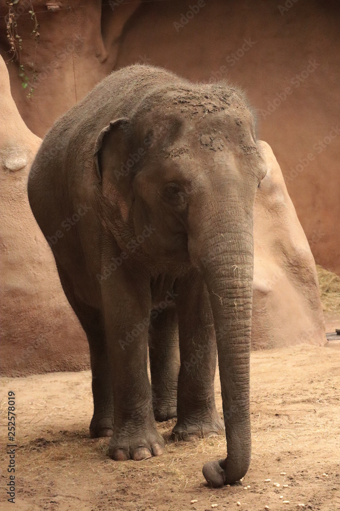 Naklejka premium young african elephant, shoot from rotterdam zoo - image 