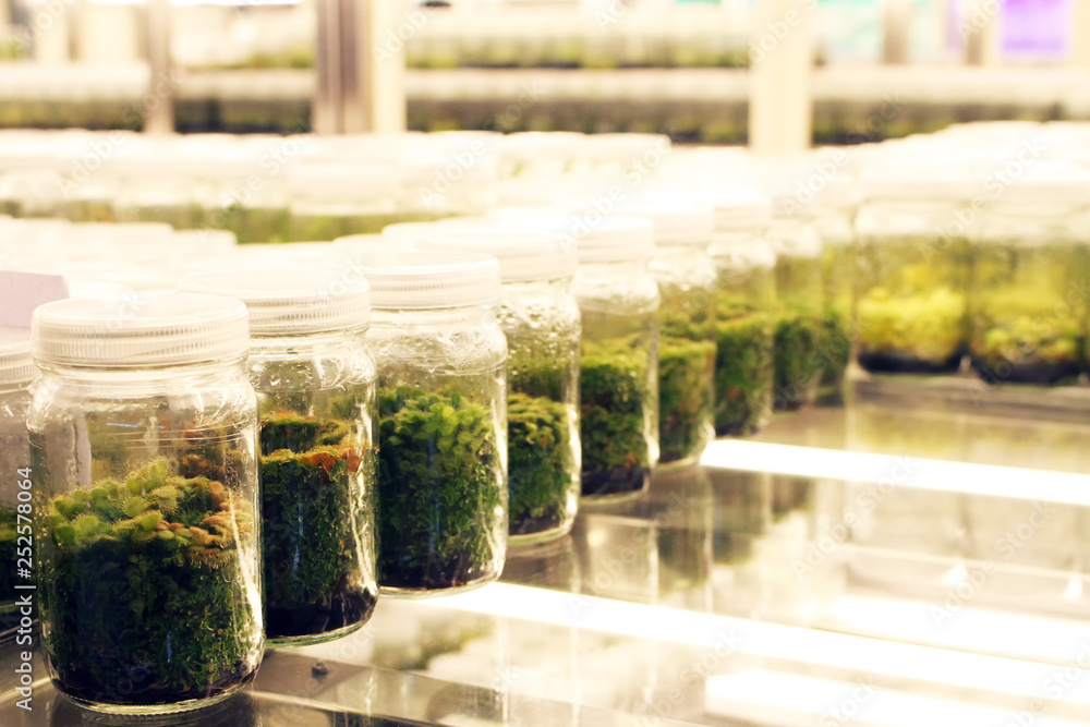 Plant in glass bottles collection on shelve of biotechnology laboratory. Tissue culture techniques used to maintain or grow plant cells. Plant in glass bottles collection on shelve of biotechnology laboratory. Tissue culture techniques used to maintain or grow plant cells.