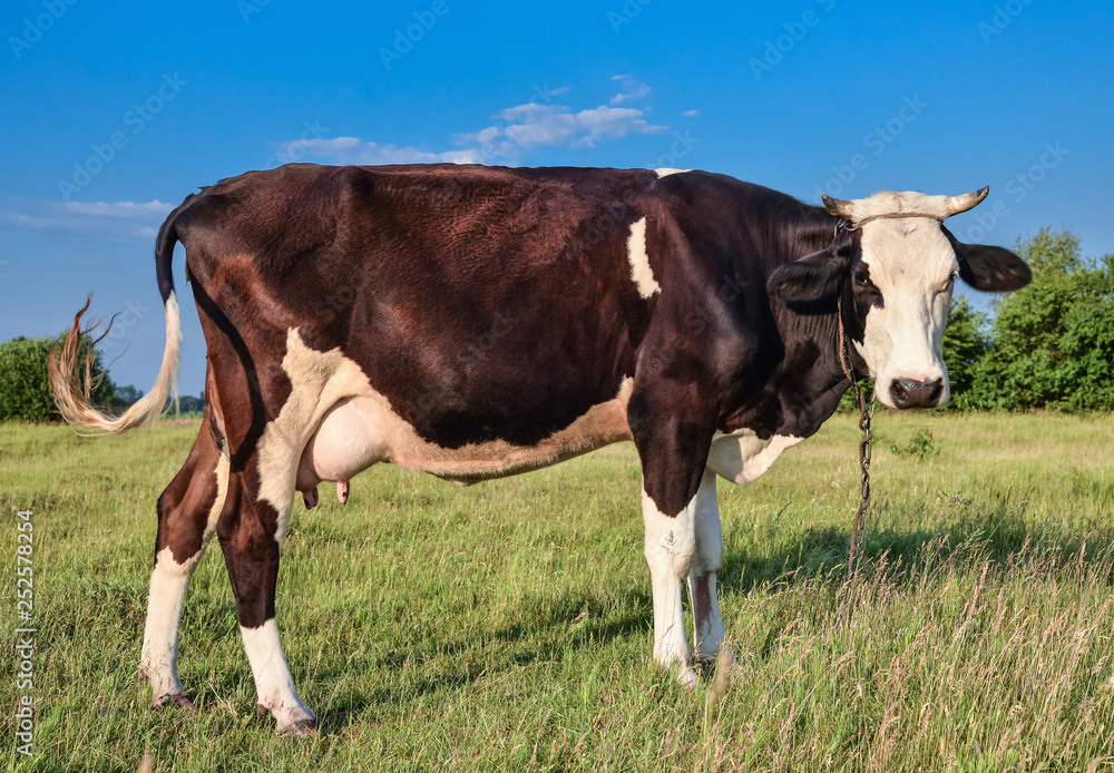 Cow grazing on the farm. Cow grazing on the farm.