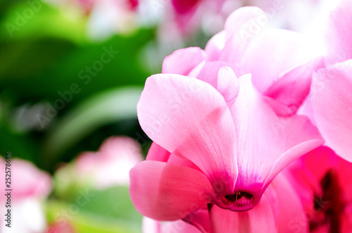 Cyclamen flower blooms beautiful pink color. Cyclamen flowers with a beautiful pink color in the room. Houseplant Cyclamen blooms beautifully in the greenhouse.