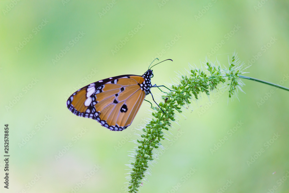 Beautiful Plain Tiger butterfly sitting on the flower plant with a nice soft background in its natural habitat Beautiful Plain Tiger butterfly sitting on the flower plant with a nice soft background in its natural habitat