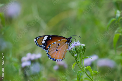 Beautiful Plain Tiger  butterfly sitting on the flower plant with a nice soft background in its natural habitat © Robbie Ross