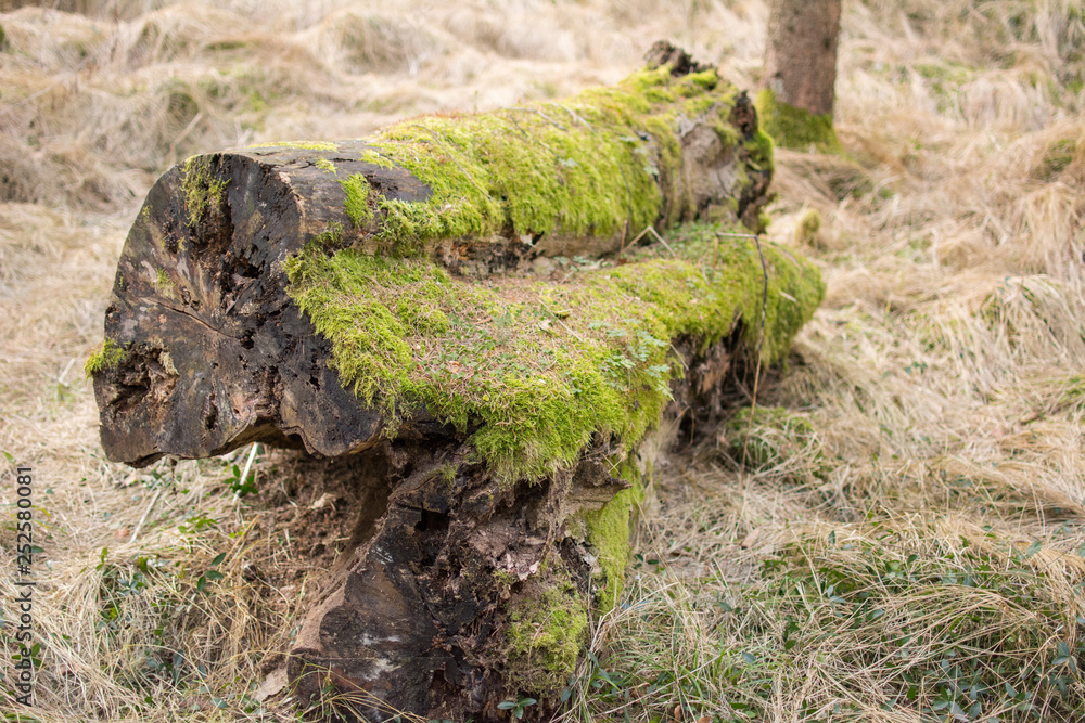 Fototapeta premium an old log with green moss over the surface