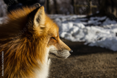 A portrait of the fox in Shiroishi Zao, Japan © Alientra