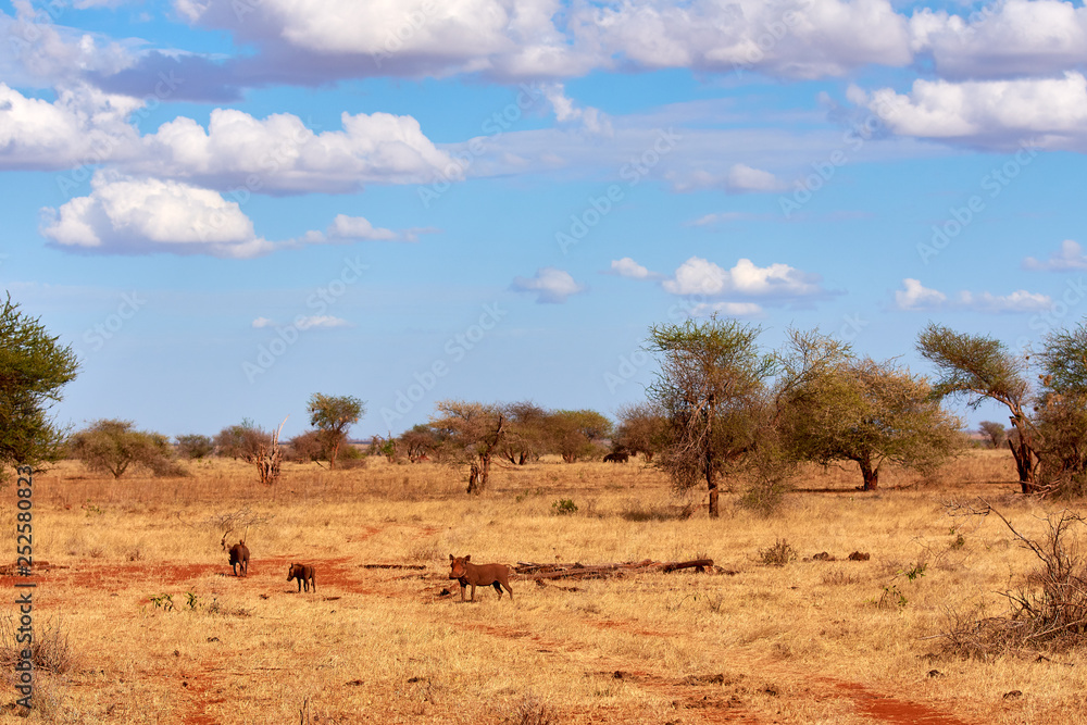 A herd of warthogs is savage and buzzing in safari in kenya, Africa. Trees and grass. A herd of warthogs is savage and buzzing in safari in kenya, Africa. Trees and grass.